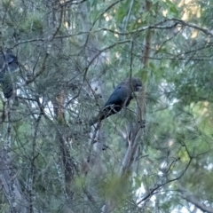 Calyptorhynchus lathami (Glossy Black-Cockatoo) at Wingello - 14 Jun 2020 by Aussiegall