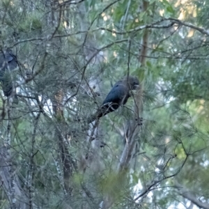 Calyptorhynchus lathami lathami at Wingello, NSW - suppressed