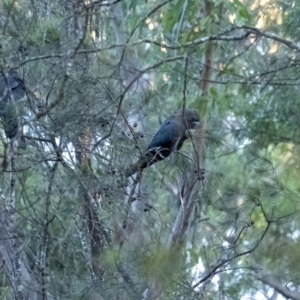 Calyptorhynchus lathami at Wingello, NSW - 14 Jun 2020