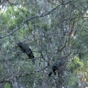 Calyptorhynchus lathami lathami at Wingello, NSW - suppressed