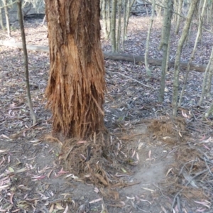 Cervidae (family) at Black Range, NSW - 14 Jun 2020