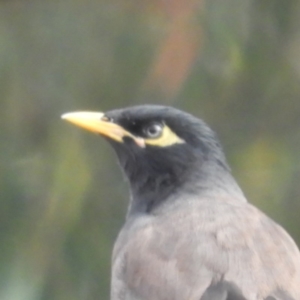 Acridotheres tristis at Kambah, ACT - 28 May 2020 10:42 AM