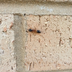 Camponotus consobrinus (Banded sugar ant) at Higgins, ACT - 14 Jun 2020 by Rkiggins90