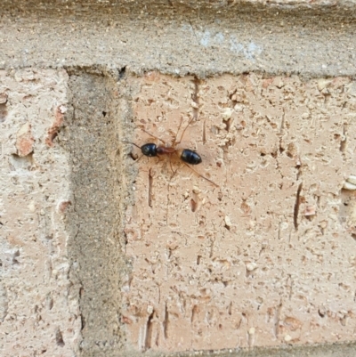 Camponotus consobrinus (Banded sugar ant) at Higgins, ACT - 14 Jun 2020 by Rkiggins90