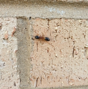 Camponotus consobrinus at Higgins, ACT - 14 Jun 2020