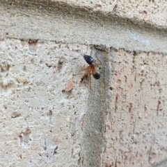 Camponotus consobrinus at Higgins, ACT - 14 Jun 2020