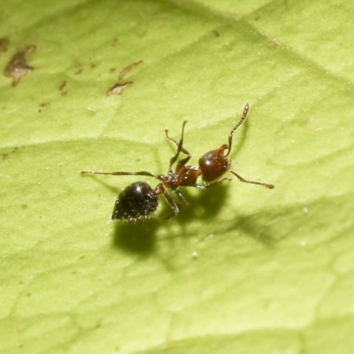 Crematogaster sp. (genus) (Acrobat ant, Cocktail ant) at Higgins, ACT - 2 Mar 2020 by AlisonMilton