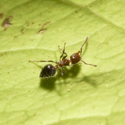 Crematogaster sp. (genus) (Acrobat ant, Cocktail ant) at Higgins, ACT - 3 Mar 2020 by AlisonMilton