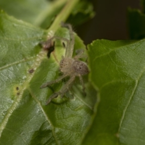 Sparassidae (family) at Higgins, ACT - 3 Mar 2020