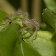 Sparassidae (family) at Higgins, ACT - 3 Mar 2020