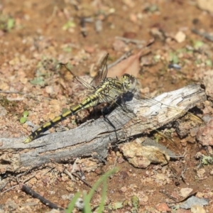 Orthetrum caledonicum at Hawker, ACT - 10 Mar 2020 02:24 PM