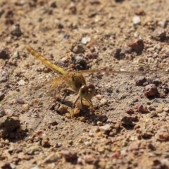 Orthetrum caledonicum at Hawker, ACT - 10 Mar 2020 02:24 PM