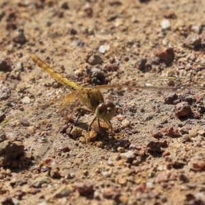 Orthetrum caledonicum at Hawker, ACT - 10 Mar 2020 02:24 PM