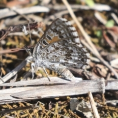 Lucia limbaria (Chequered Copper) at The Pinnacle - 10 Mar 2020 by AlisonMilton