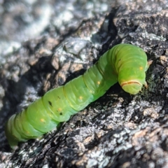 Melanodes anthracitaria (Black Geometrid) at Tuggeranong DC, ACT - 14 Jun 2020 by HelenCross