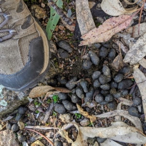 Cervus unicolor at Tuggeranong DC, ACT - 14 Jun 2020