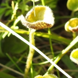 Dichondra repens at Tuggeranong DC, ACT - 14 Jun 2020