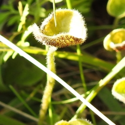 Dichondra repens (Kidney Weed) at Tuggeranong DC, ACT - 14 Jun 2020 by HelenCross