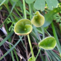 Dichondra repens at Tuggeranong DC, ACT - 14 Jun 2020