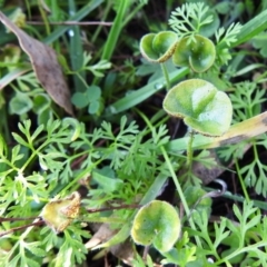 Dichondra repens at Tuggeranong DC, ACT - 14 Jun 2020