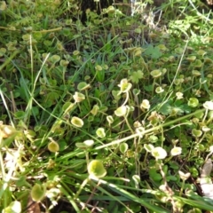 Dichondra repens at Tuggeranong DC, ACT - 14 Jun 2020