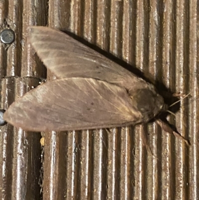 Oxycanus (genus) (Unidentified Oxycanus moths) at Hughes, ACT - 14 Jun 2020 by KL