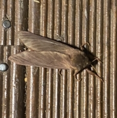 Oxycanus (genus) at Hughes, ACT - 14 Jun 2020