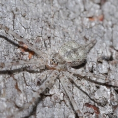 Tamopsis sp. (genus) (Two-tailed spider) at ANBG - 12 Jun 2020 by TimL