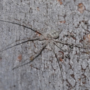 Tamopsis sp. (genus) at Hackett, ACT - 12 Jun 2020 12:52 PM