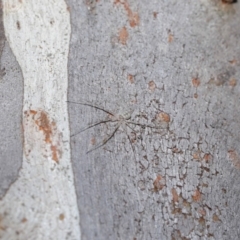 Tamopsis sp. (genus) at Hackett, ACT - 12 Jun 2020 12:52 PM