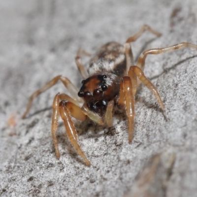 Arasia mollicoma (Flat-white Jumping Spider) at ANBG - 12 Jun 2020 by TimL