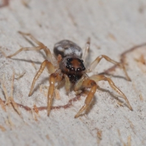 Arasia mollicoma at Hackett, ACT - 12 Jun 2020