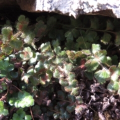 Pleurosorus rutifolius (Blanket Fern) at Bullen Range - 20 Feb 2020 by michaelb