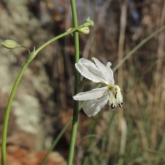 Arthropodium milleflorum (Vanilla Lily) at Tuggeranong DC, ACT - 20 Feb 2020 by michaelb