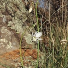 Arthropodium milleflorum at Tuggeranong DC, ACT - 20 Feb 2020 07:10 PM