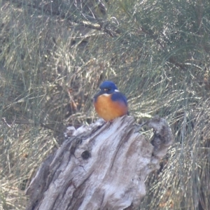 Ceyx azureus at Bega, NSW - 15 Jun 2020