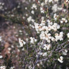 Cryptandra amara (Bitter Cryptandra) at Hackett, ACT - 14 Jun 2020 by WalterEgo