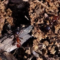 Papyrius nitidus (Shining Coconut Ant) at Hawker, ACT - 15 Jun 2020 by Kurt