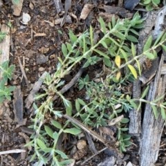 Paronychia brasiliana (Brazilian Whitlow) at Hughes Grassy Woodland - 15 Jun 2020 by KL