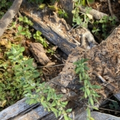 Paronychia brasiliana at Hughes, ACT - 15 Jun 2020