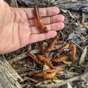 Hepialidae sp. (family) IMMATURES at Kambah, ACT - 15 Jun 2020