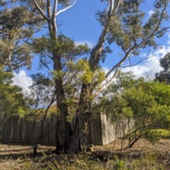 Hepialidae (family) IMMATURES at Kambah, ACT - 15 Jun 2020