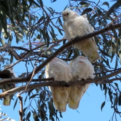 Cacatua sanguinea (Little Corella) at Wanniassa, ACT - 15 Jun 2020 by RodDeb