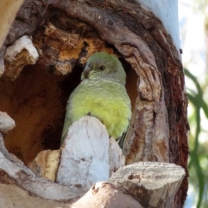 Psephotus haematonotus at Wanniassa, ACT - 15 Jun 2020