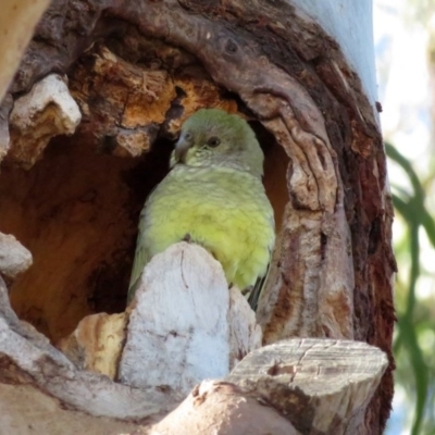 Psephotus haematonotus (Red-rumped Parrot) at Wanniassa, ACT - 15 Jun 2020 by RodDeb