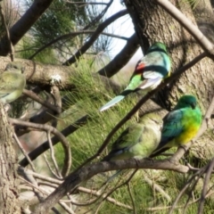 Psephotus haematonotus at Wanniassa, ACT - 15 Jun 2020