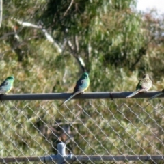 Psephotus haematonotus at Wanniassa, ACT - 15 Jun 2020