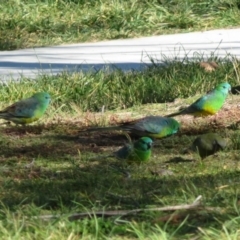 Psephotus haematonotus at Wanniassa, ACT - 15 Jun 2020