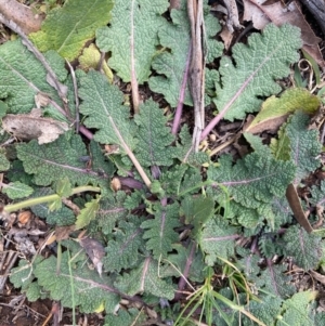 Salvia verbenaca var. verbenaca at Hughes, ACT - 15 Jun 2020 09:57 AM