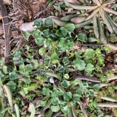 Stuartina muelleri (Spoon Cudweed) at Mount Pleasant - 13 Jun 2020 by JanetRussell